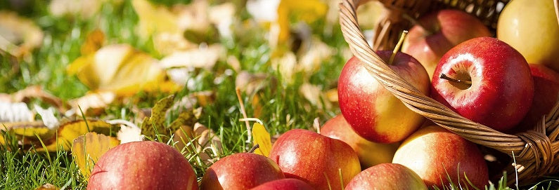 Fresh applesauce in no time, no fuss