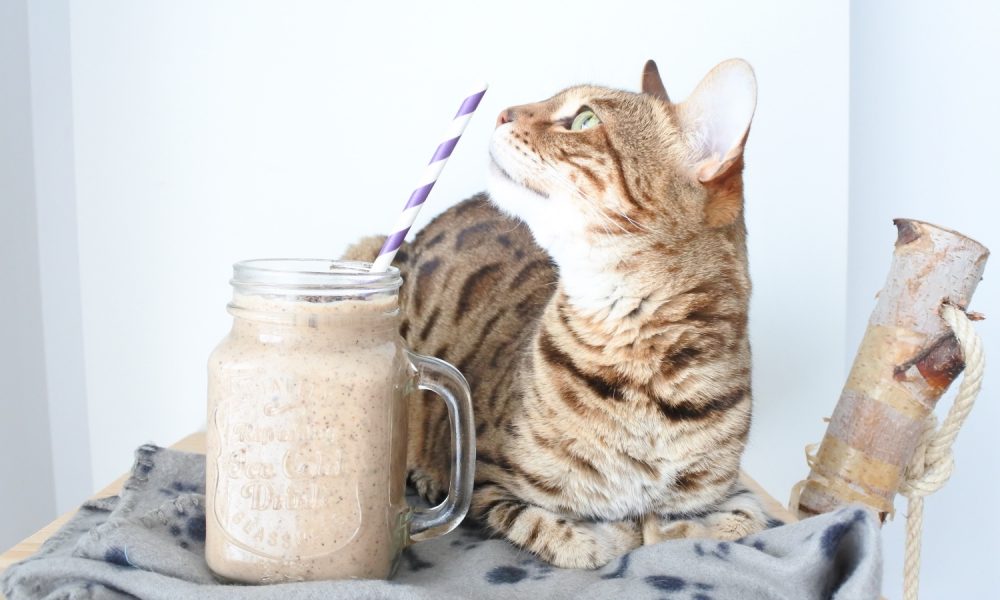 Un smoothie cremoso de mantequilla de cacahuete, plátano y cacao